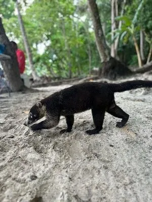 Ara Macao Reserve